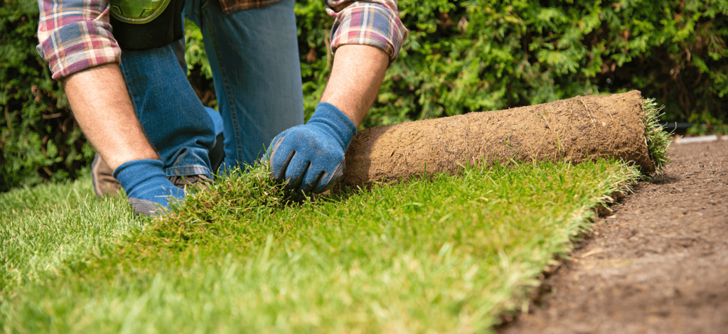 man laying fescue sod