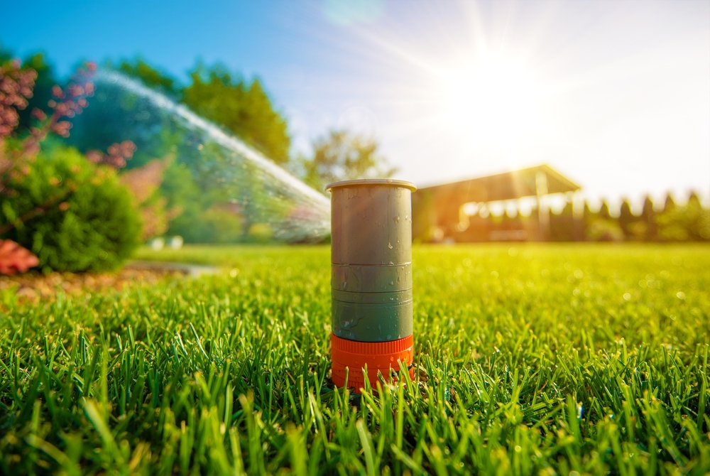 watering a fescue lawn