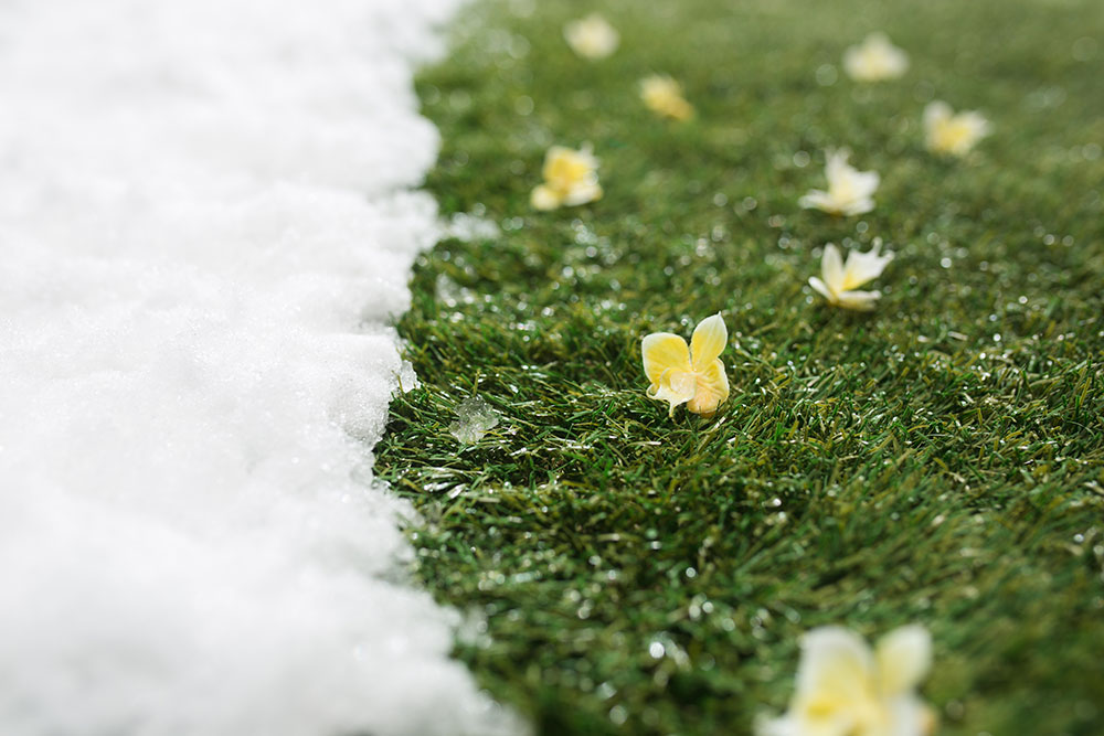 Meeting white snow and green grass with flowers close up - between winter and spring concept background.