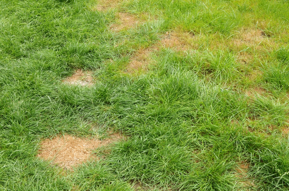 brown patches in grass