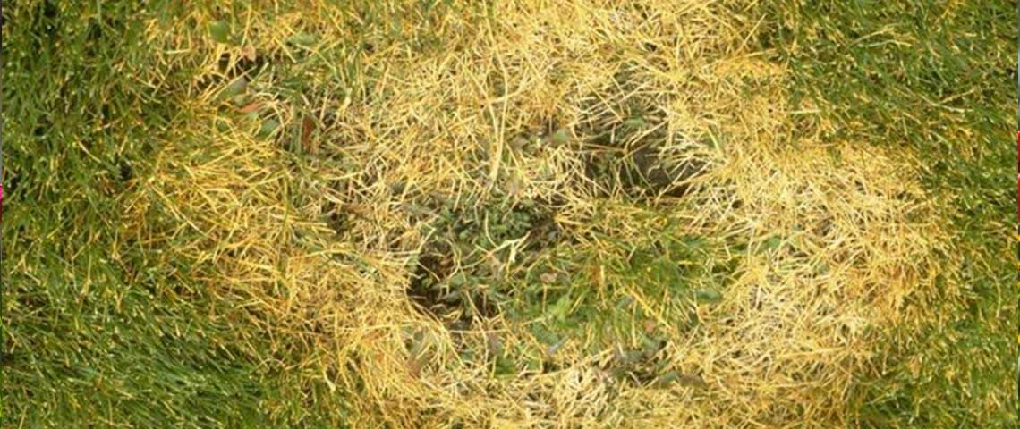 brown spots on grass