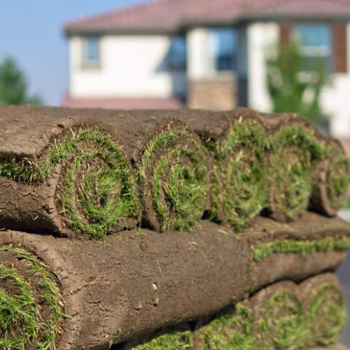 fescue sod